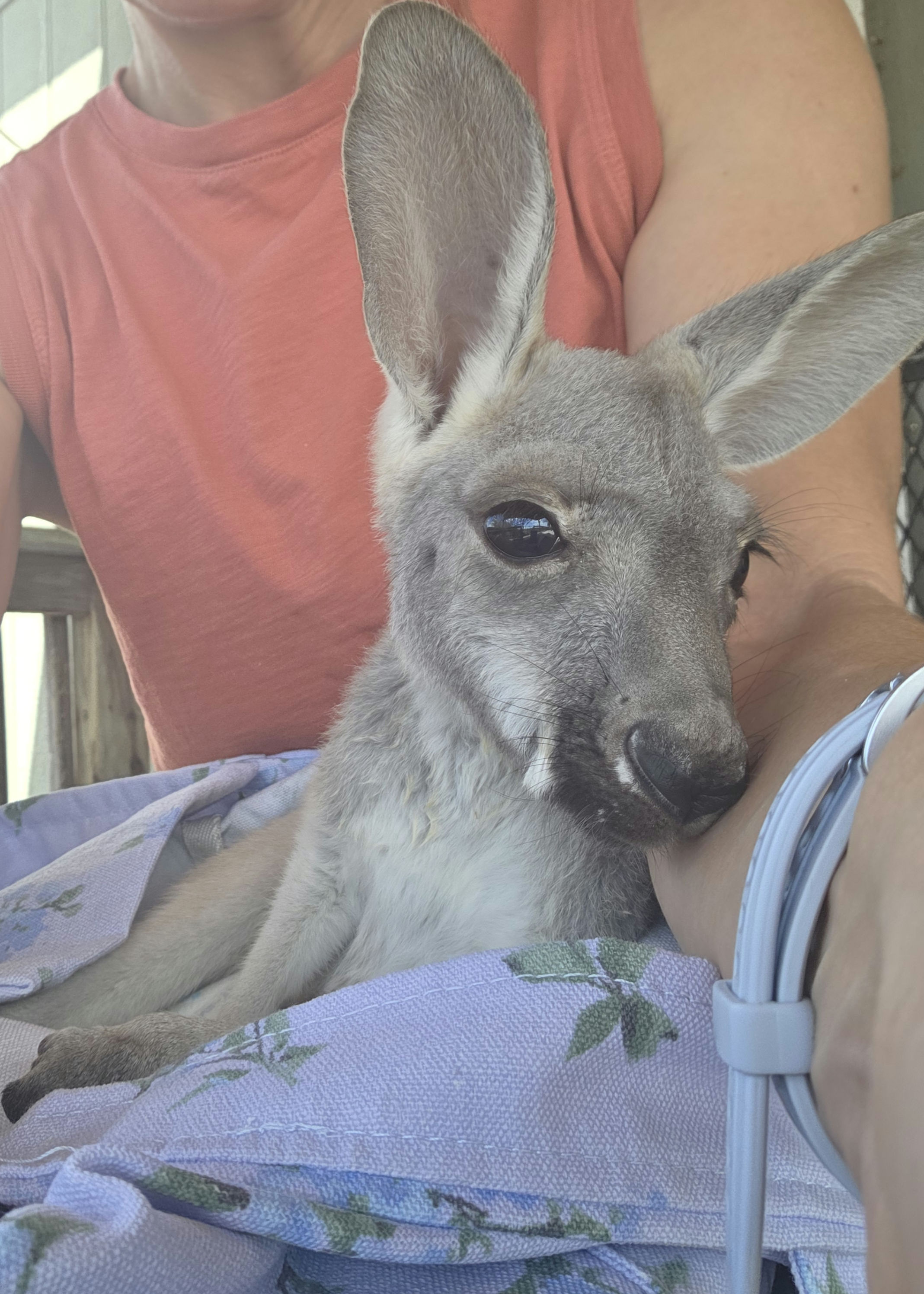 kangaroo pet for sale