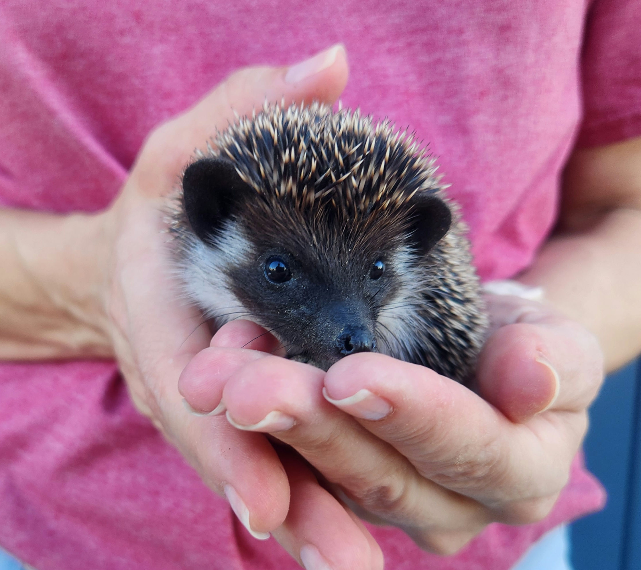 Polo – Male Hedgehog photo 5