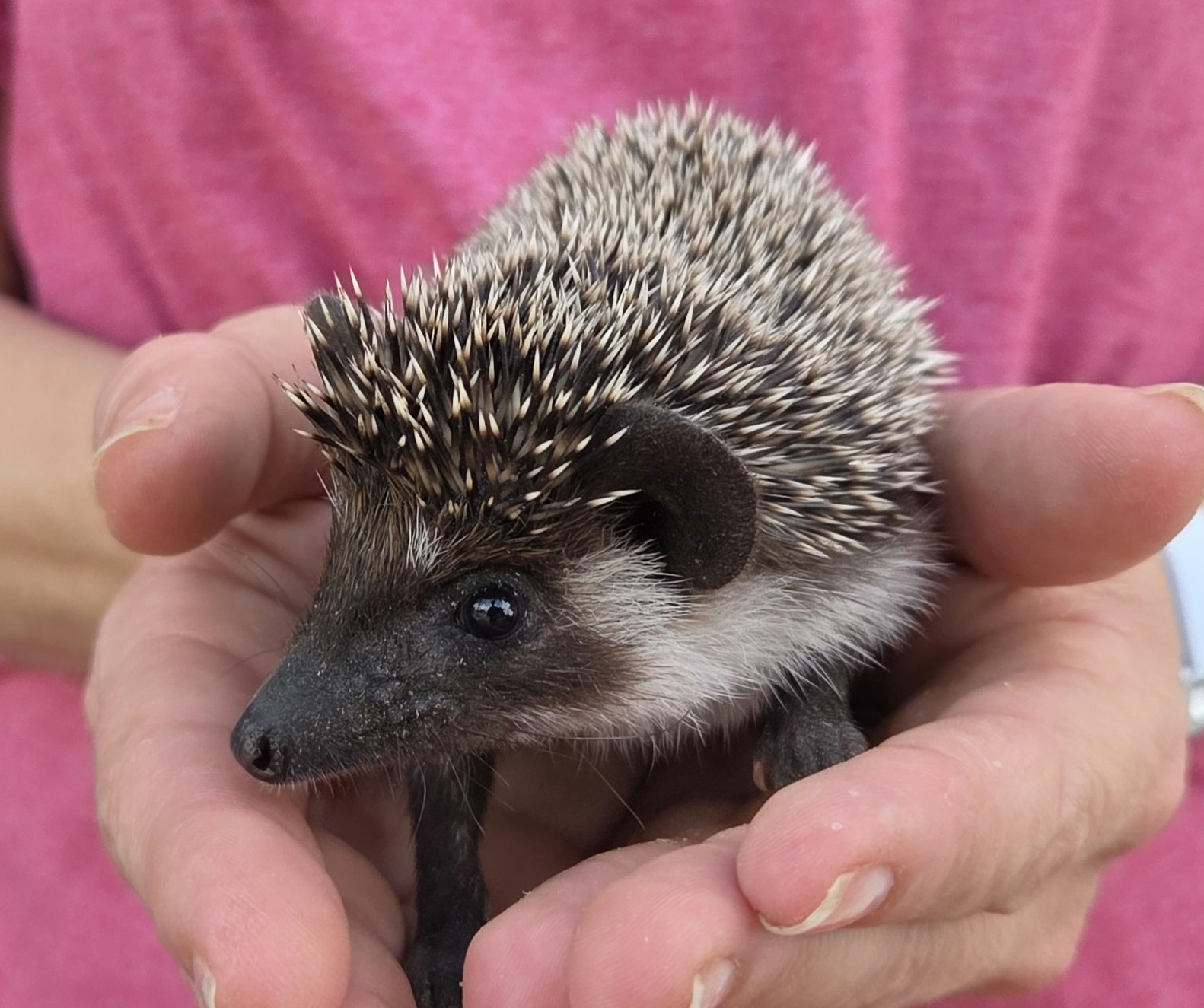 Spruce – Male Hedgehog photo 2
