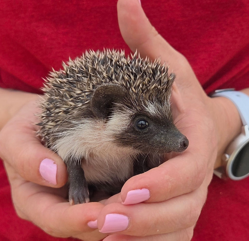 Thumbnail: baby hedgehog for sale Texas
