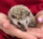 baby hedgehog for sale Texas