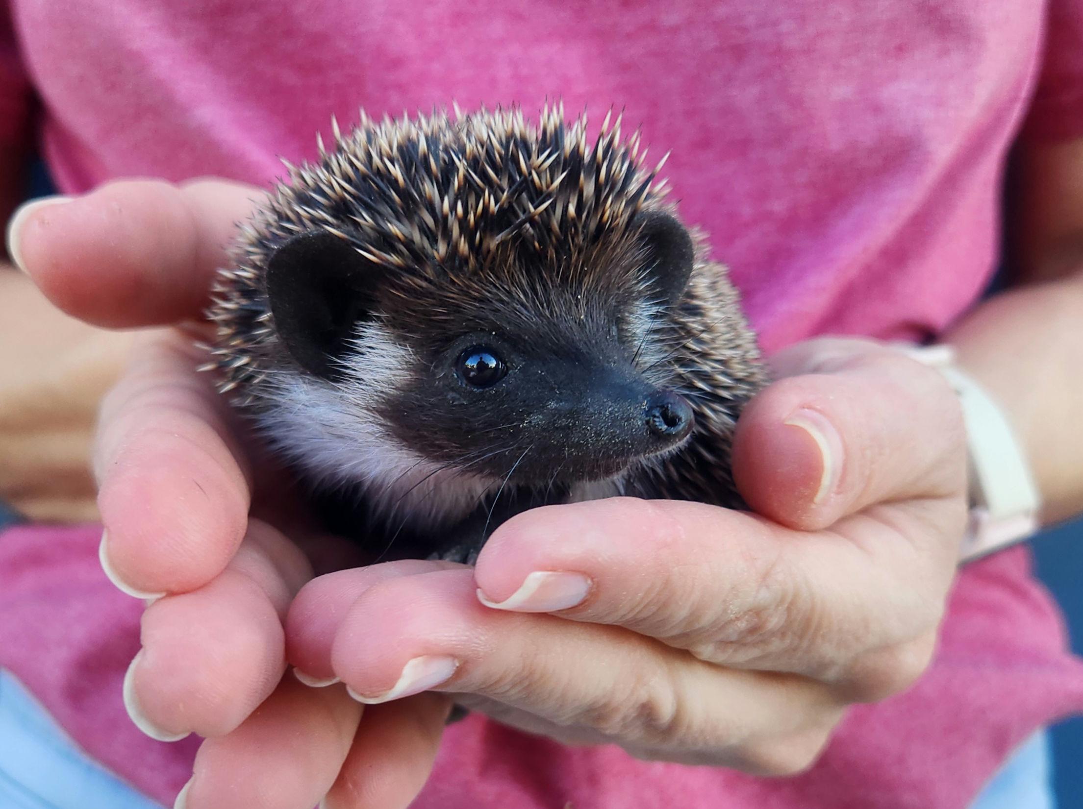Polo – Male Hedgehog photo 2