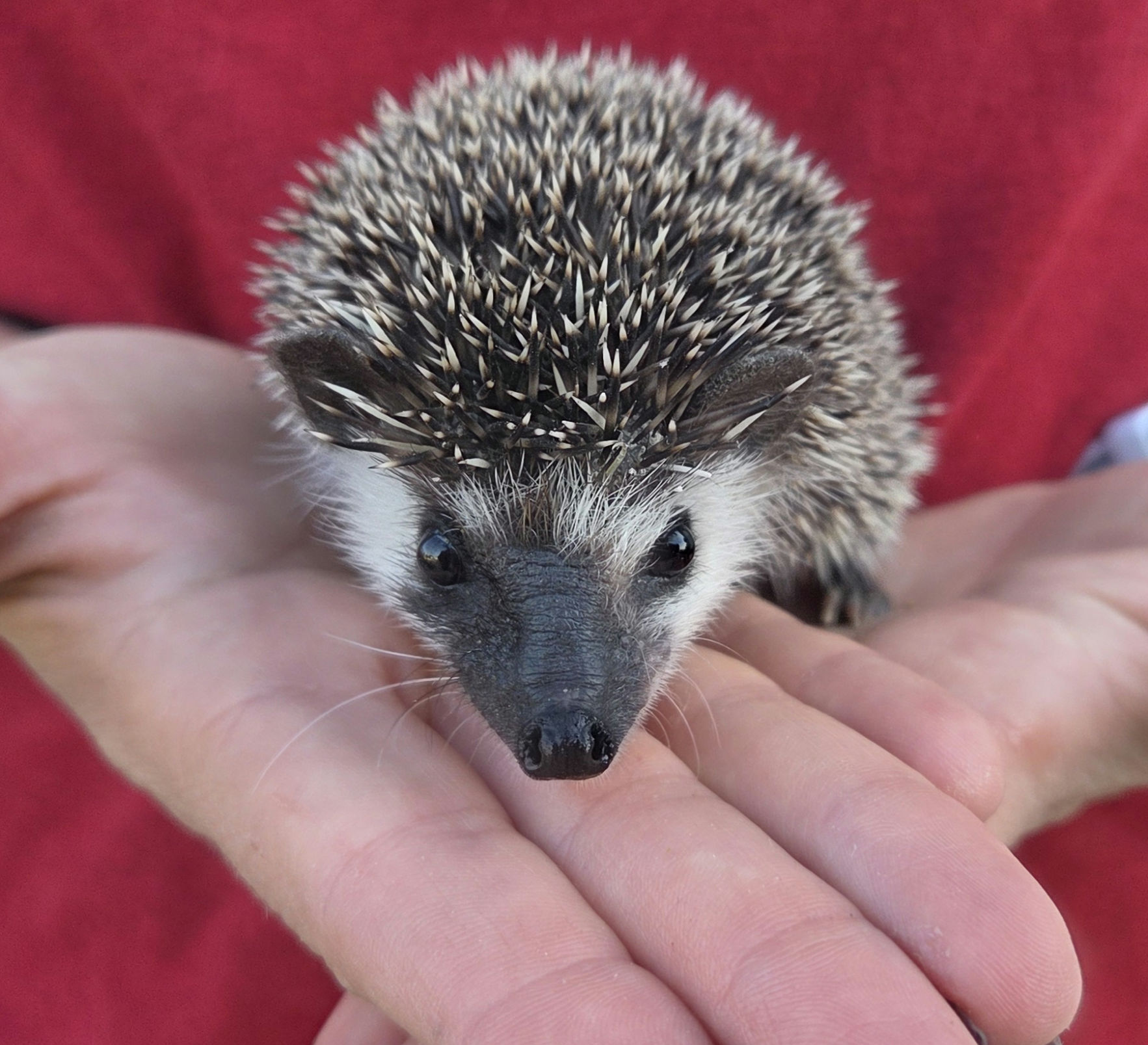 Ducky – Female Hedgehog photo 4