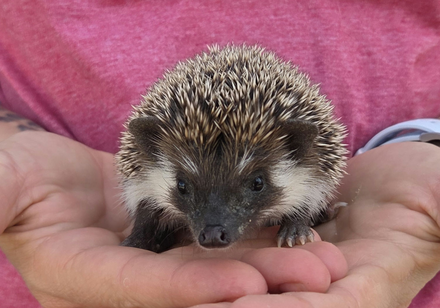 Vivi – Female Hedgehog