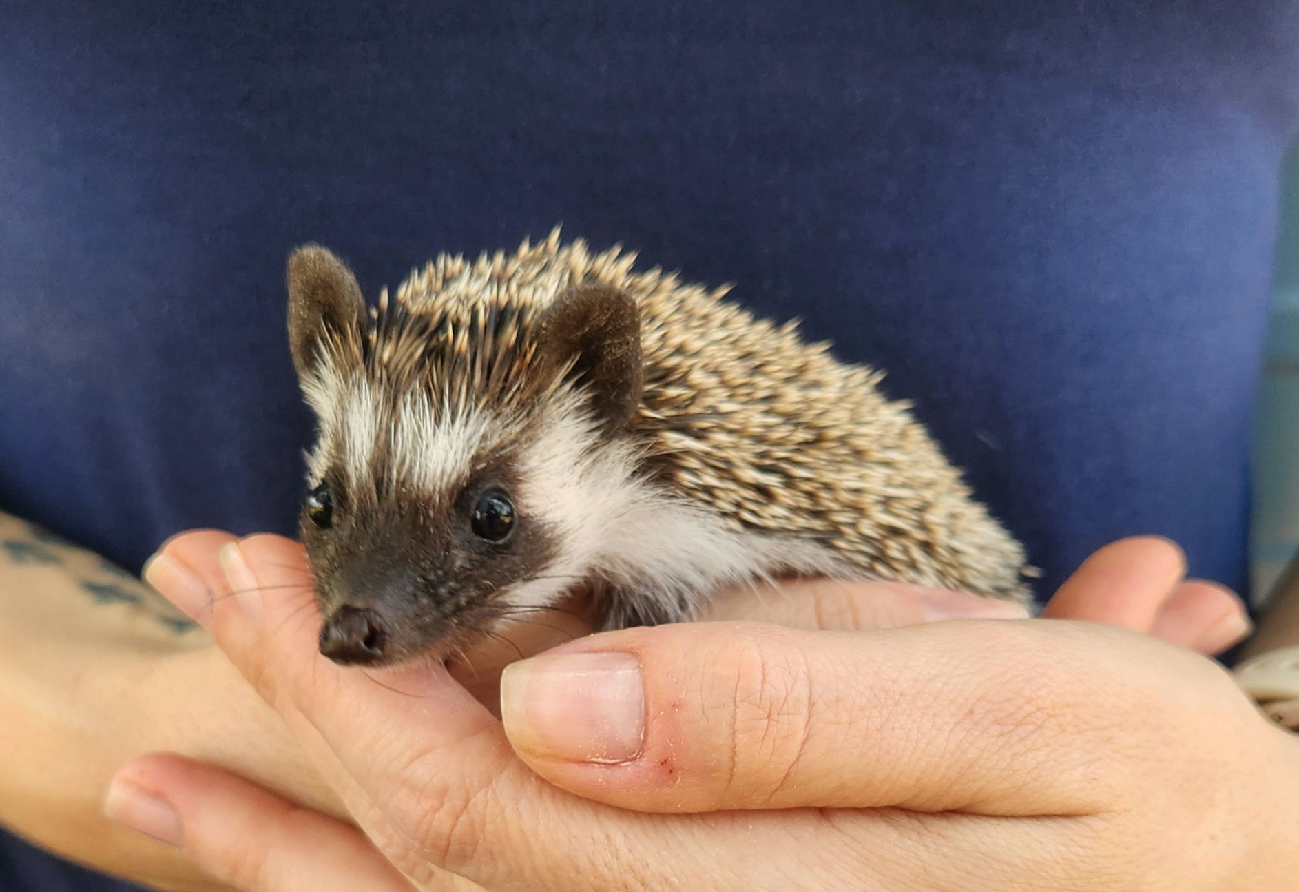 Farmer – Male Baby Hedgehog photo 6