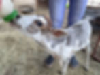Thumbnail: Pistachia- Mini Zebu Pet Heifer Calf PRICE $2900