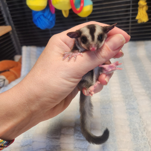 Evelin Female Sugar Glider PRICE 450 Janda Exotics Ranch