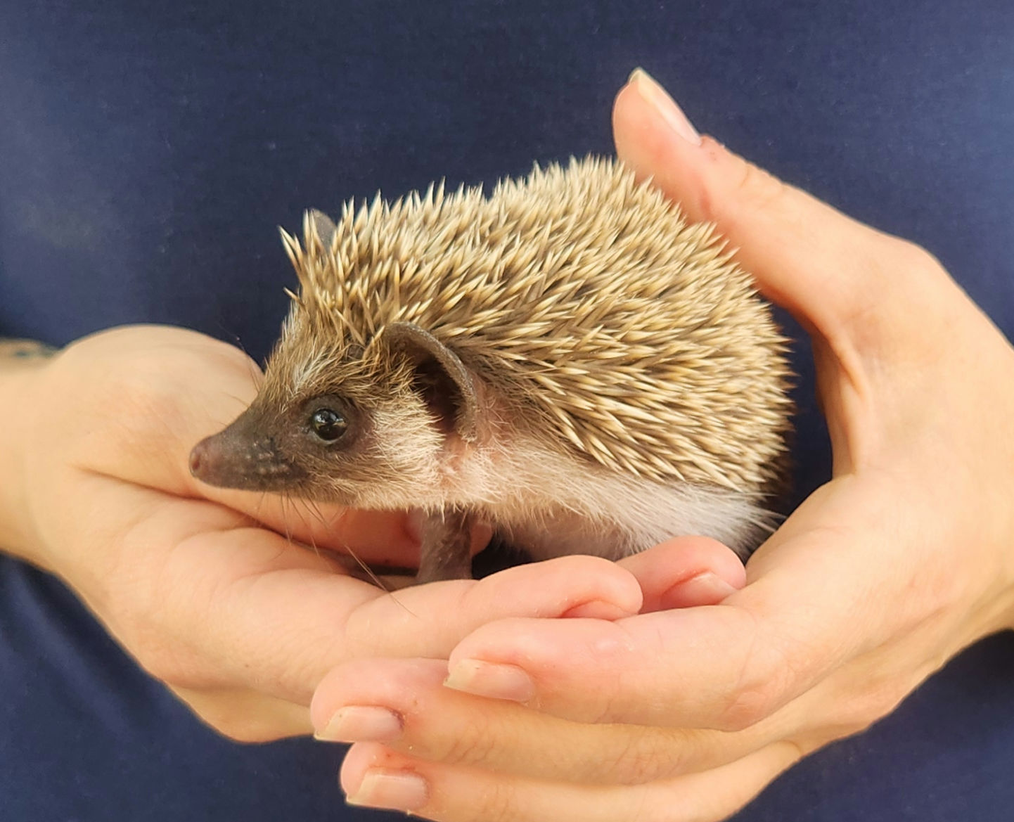 Lewie – Male Baby Hedgehog photo 2