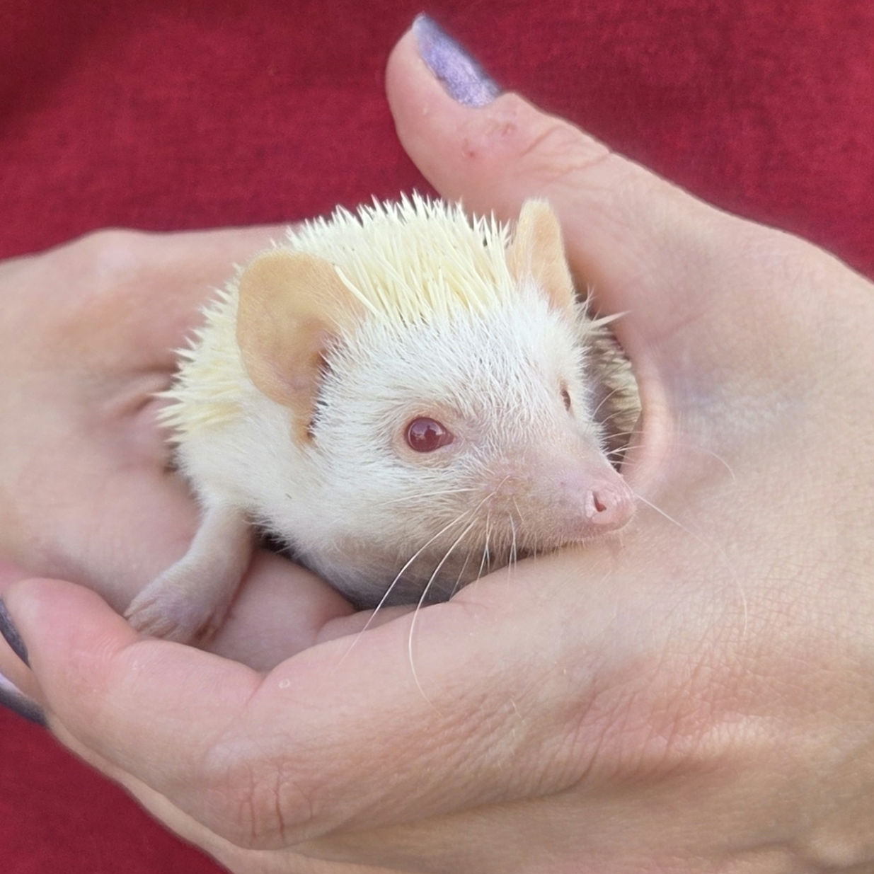 Sage – Female Hedgehog photo 4