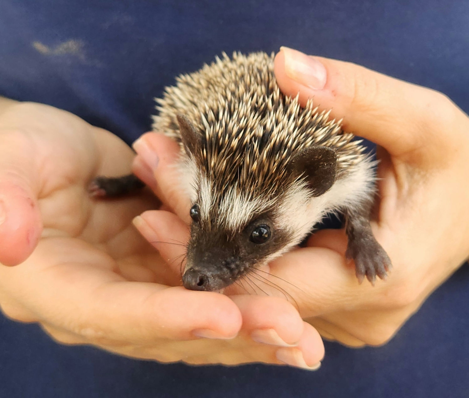 Farmer – Male Baby Hedgehog photo 4