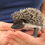 Thumbnail: hedgehog for sale