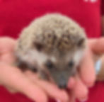 baby hedgehog for sale Texas