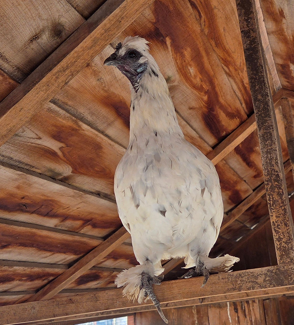 Thumbnail: silkie chicken for sale