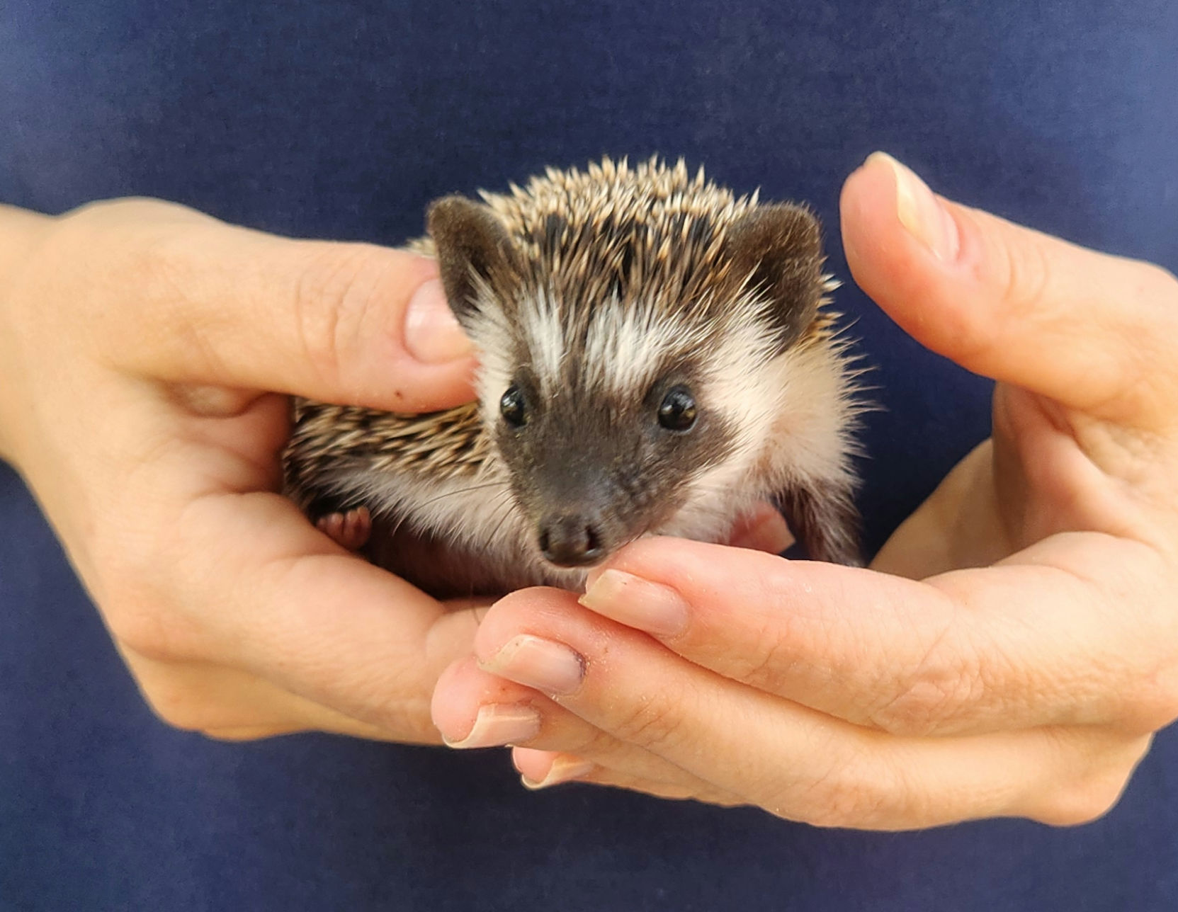 Farmer – Male Baby Hedgehog photo 2
