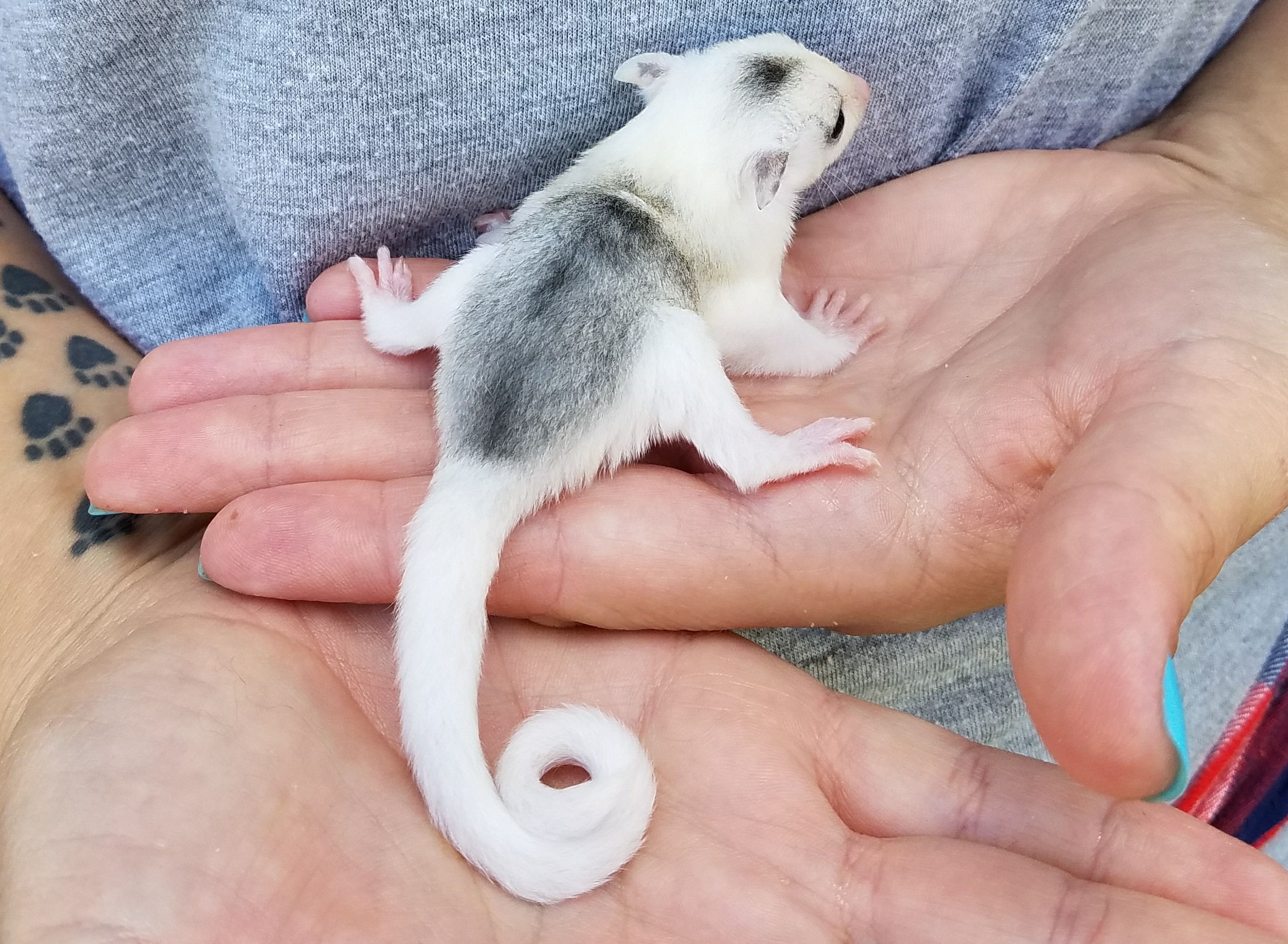 Sugar Gliders Janda Exotics Animal Ranch United States