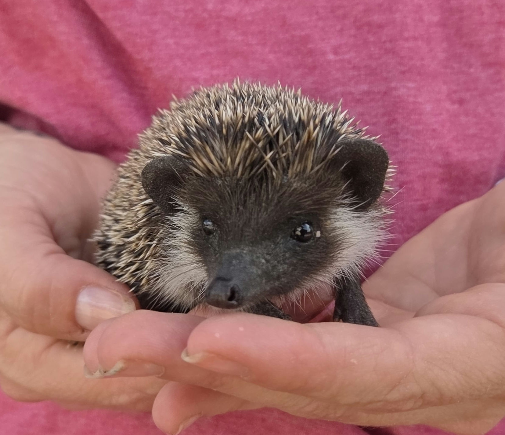 Ocean – Male Hedgehog