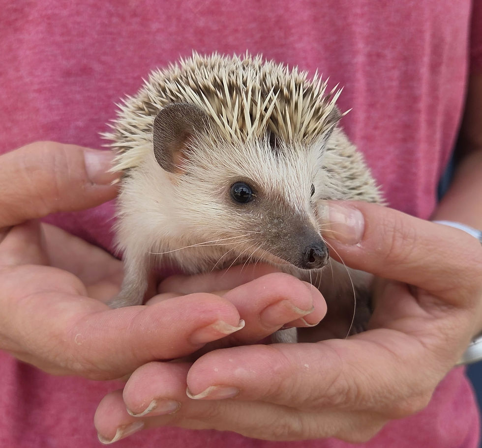 Thumbnail: Hedgehog for sale.jpg