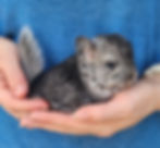 Chinchilla baby for sale