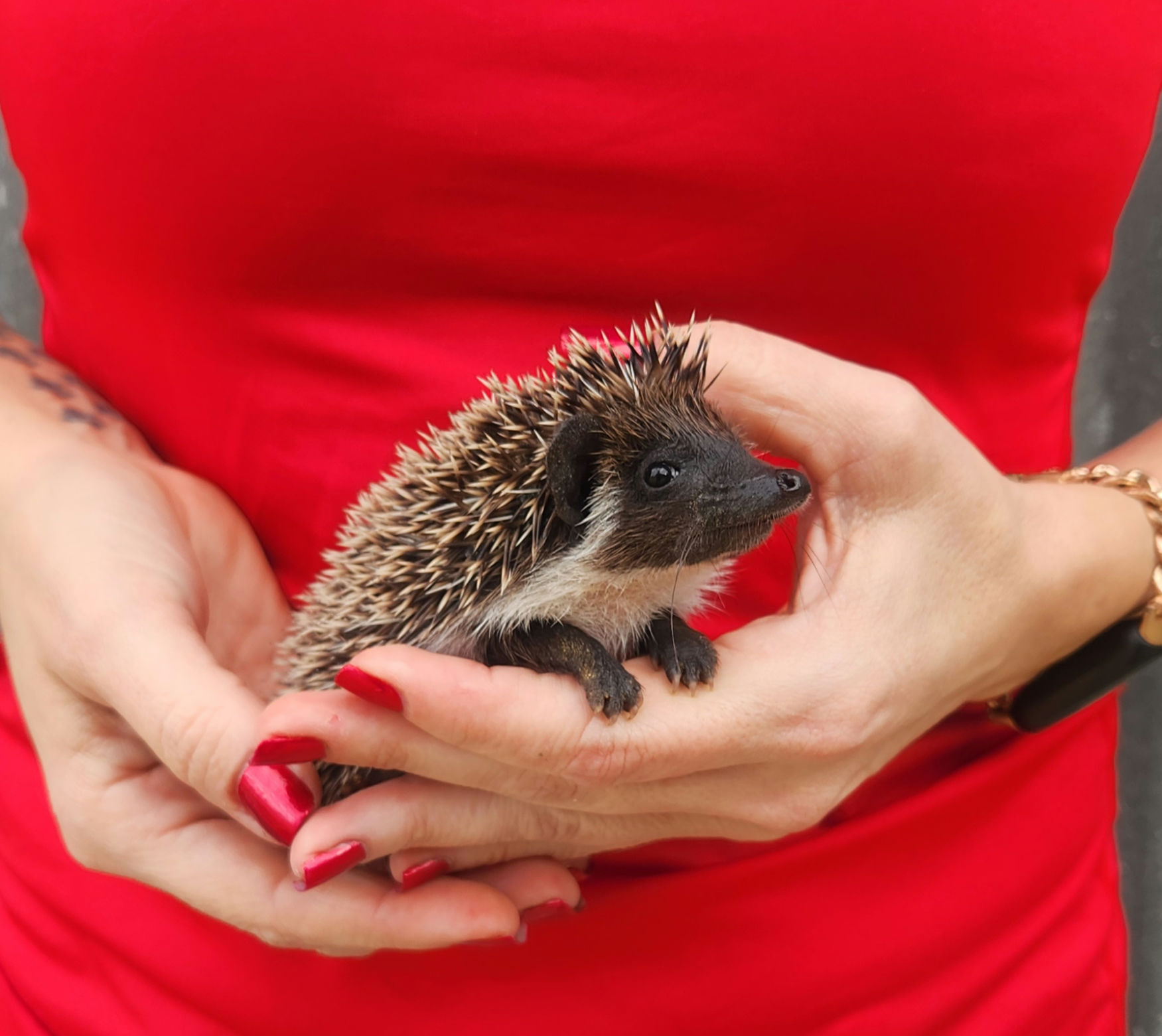 Prancer – Male Hedgehog photo 4
