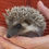 Thumbnail: hedgehog for sale Breeder in Texas