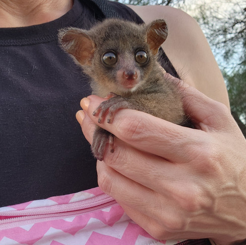 BUSHBABY FOR SALE