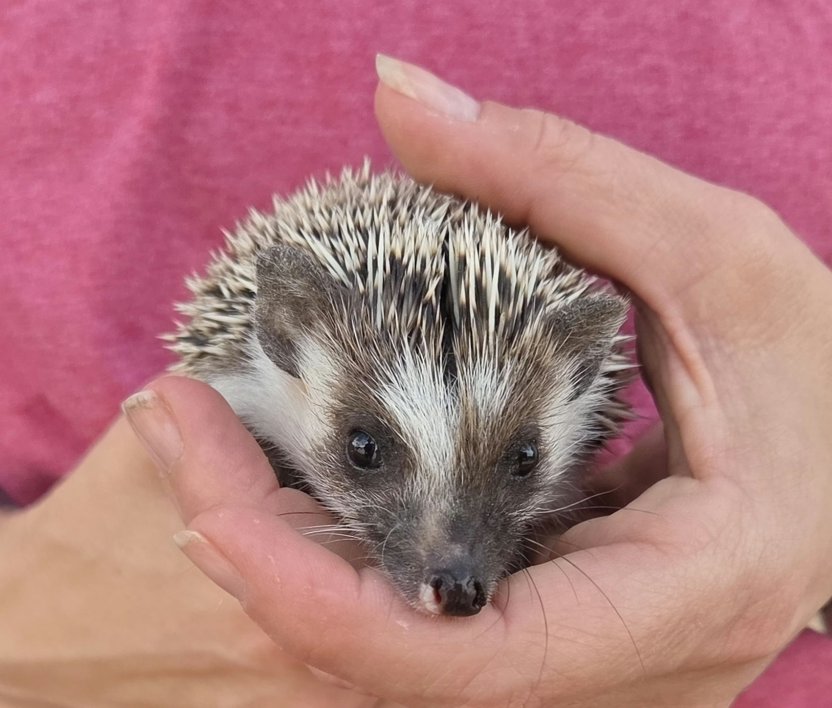 River – Female Hedgehog photo 5