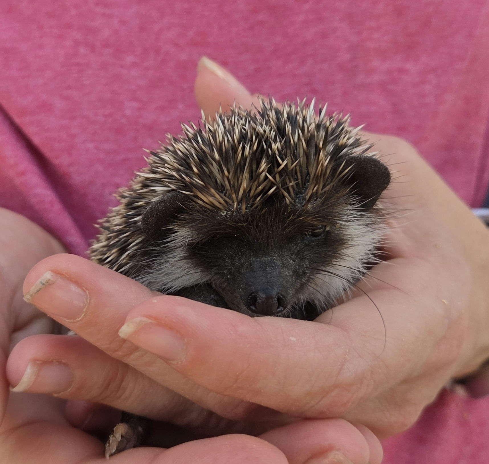 Ocean – Male Hedgehog photo 6