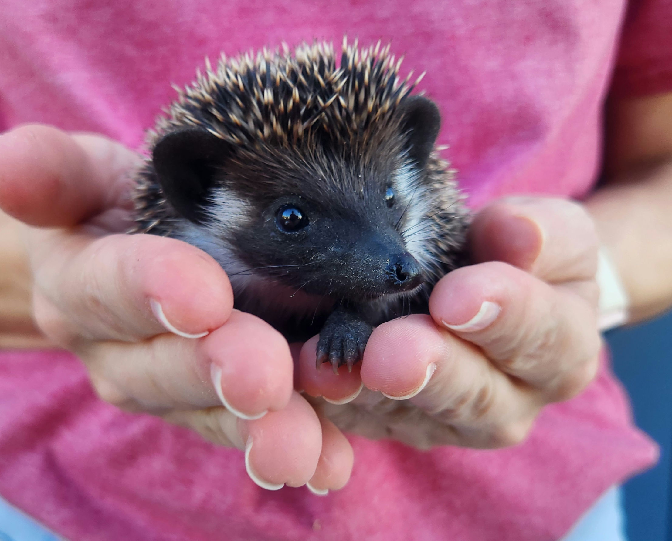 Polo – Male Hedgehog photo 7