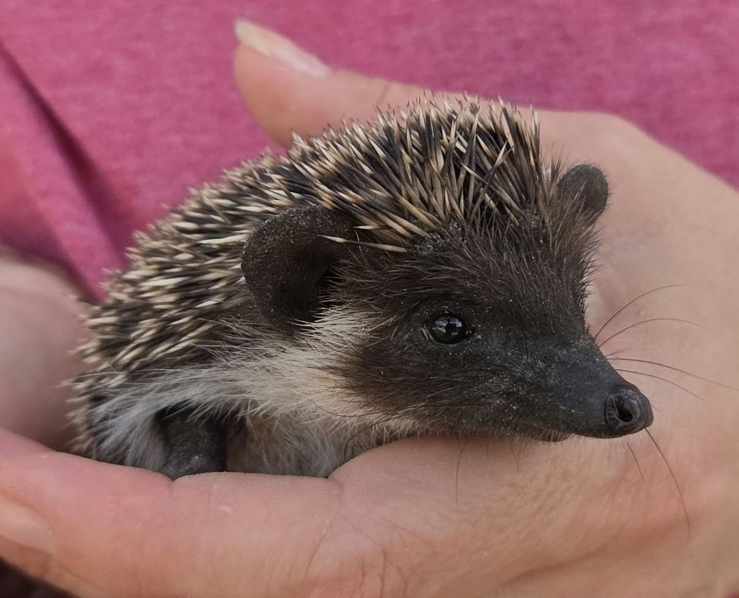 Ocean – Male Hedgehog photo 5