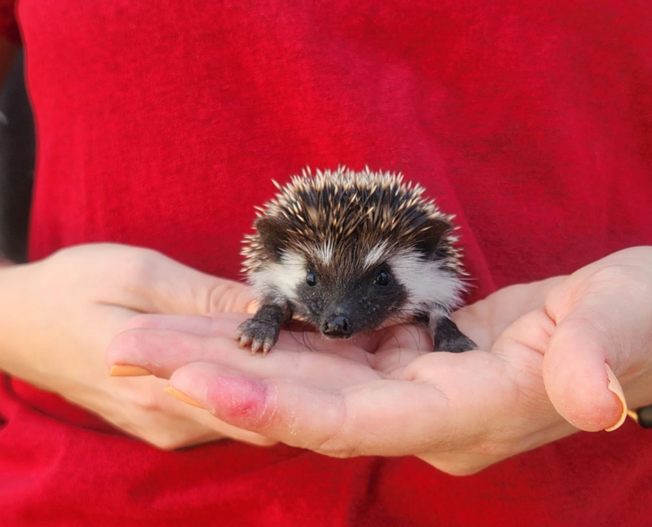 Veruka – Female Hedgehog photo 2