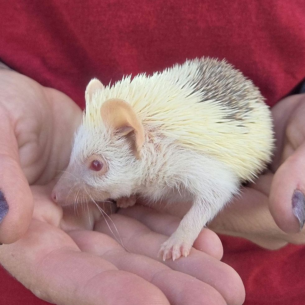 Thumbnail: Hedgehog for sale