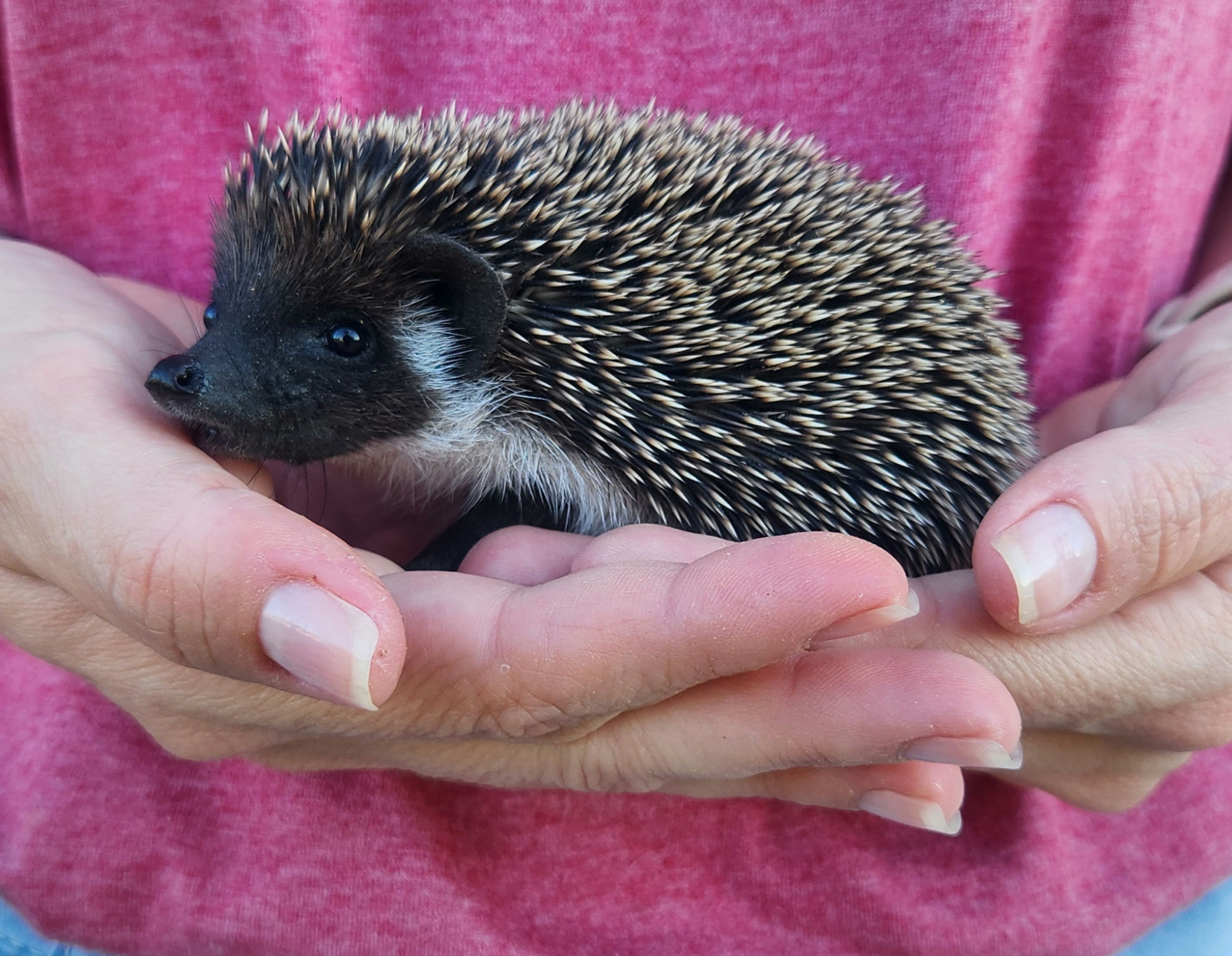 Polo – Male Hedgehog photo 6