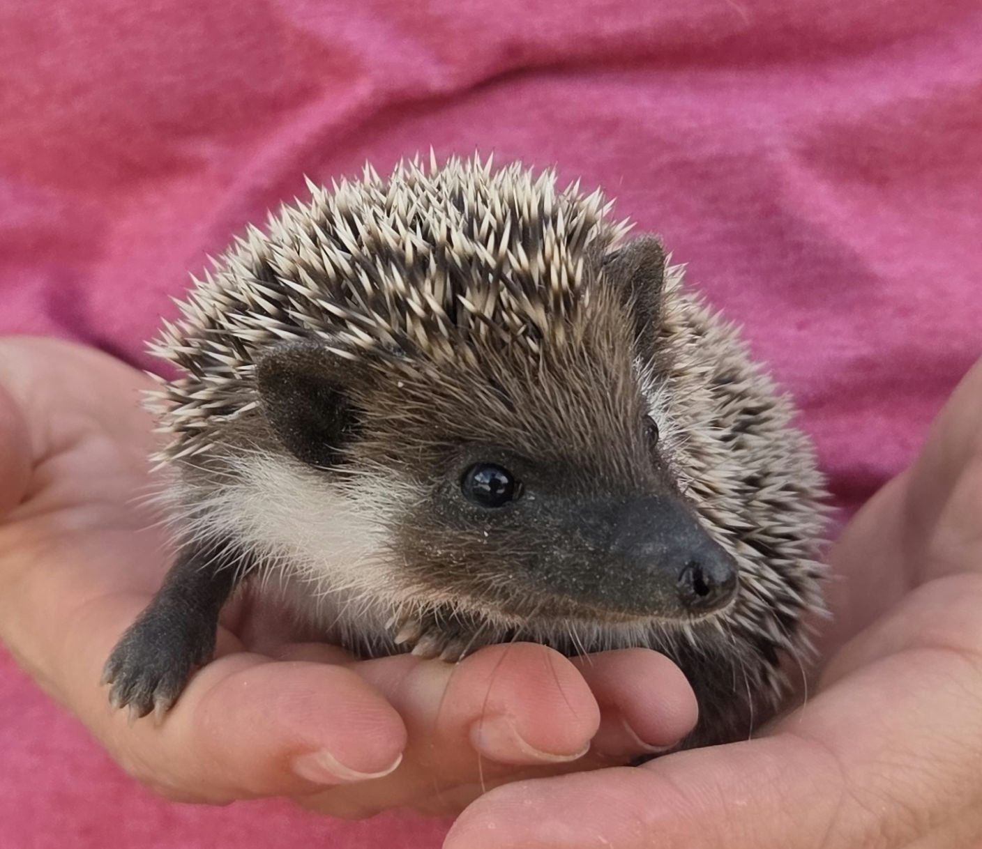 Ajax – Male Hedgehog photo 5