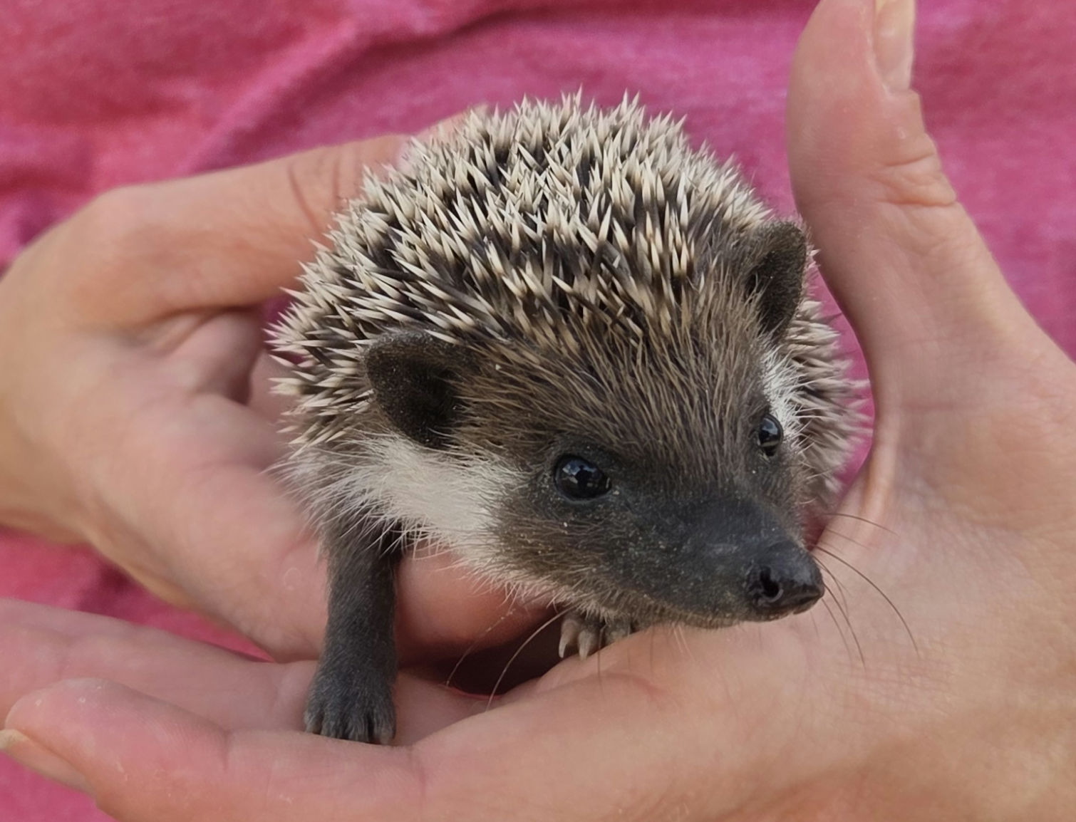 Ajax – Male Hedgehog photo 4