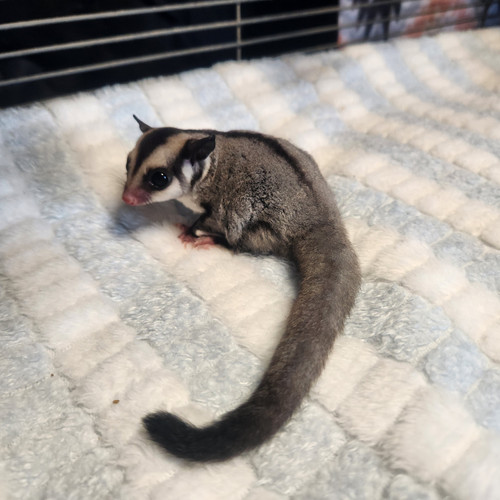 Milla Female Sugar Glider PRICE 450 Janda Exotics Ranch