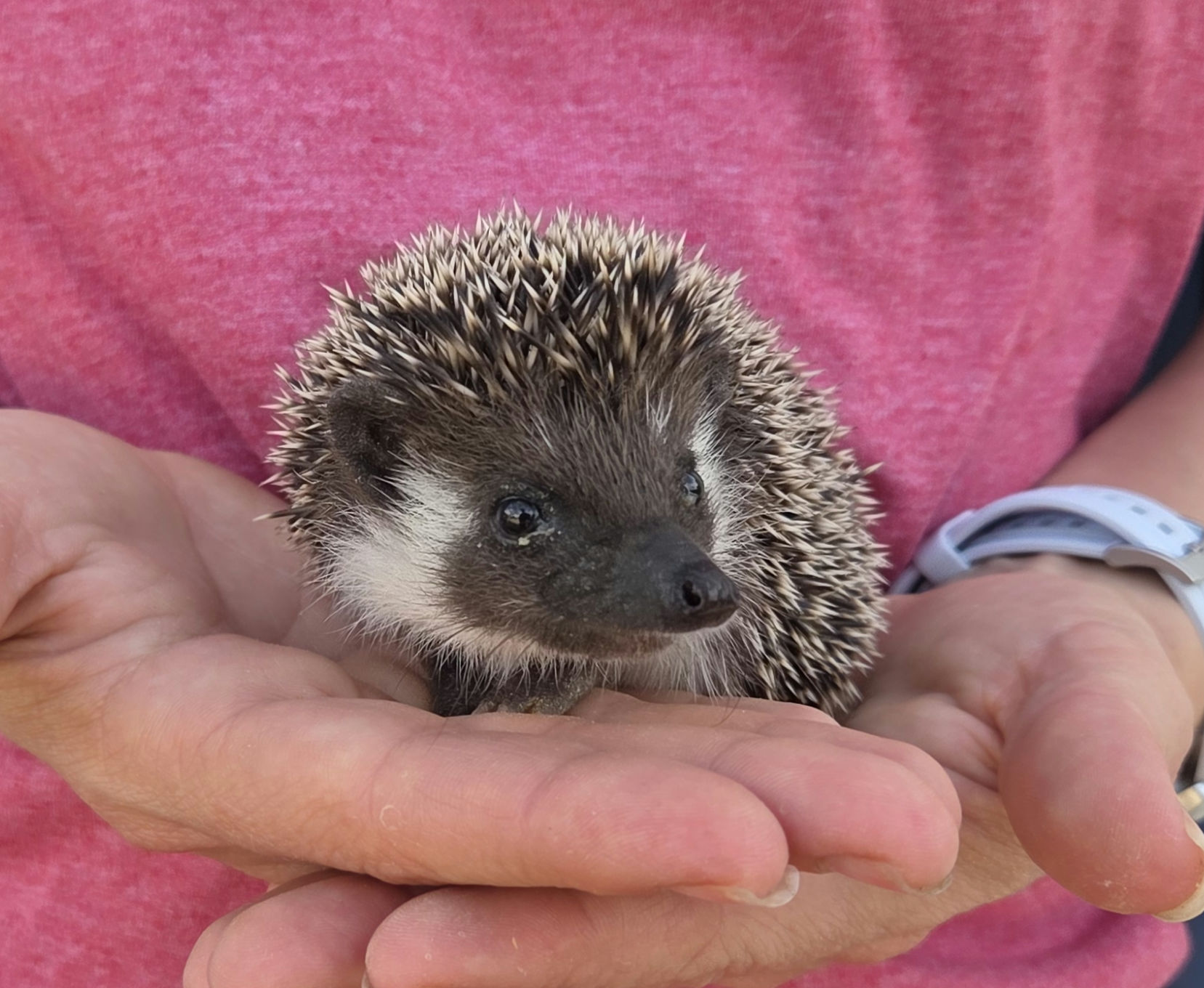 Fitz – Male Hedgehog