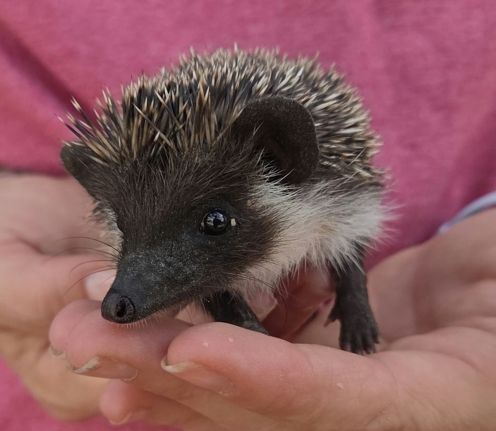 Ocean – Male Hedgehog photo 3