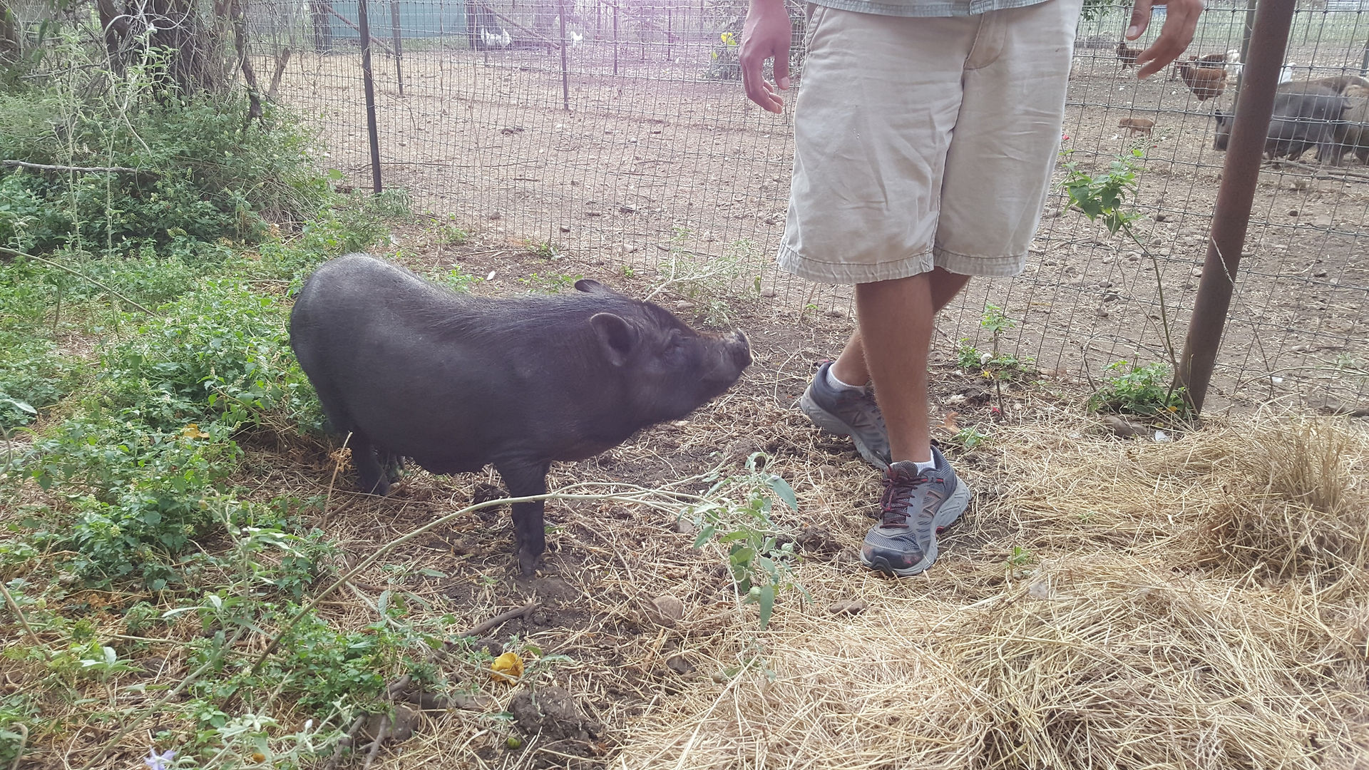 Mini Piglets for sale
