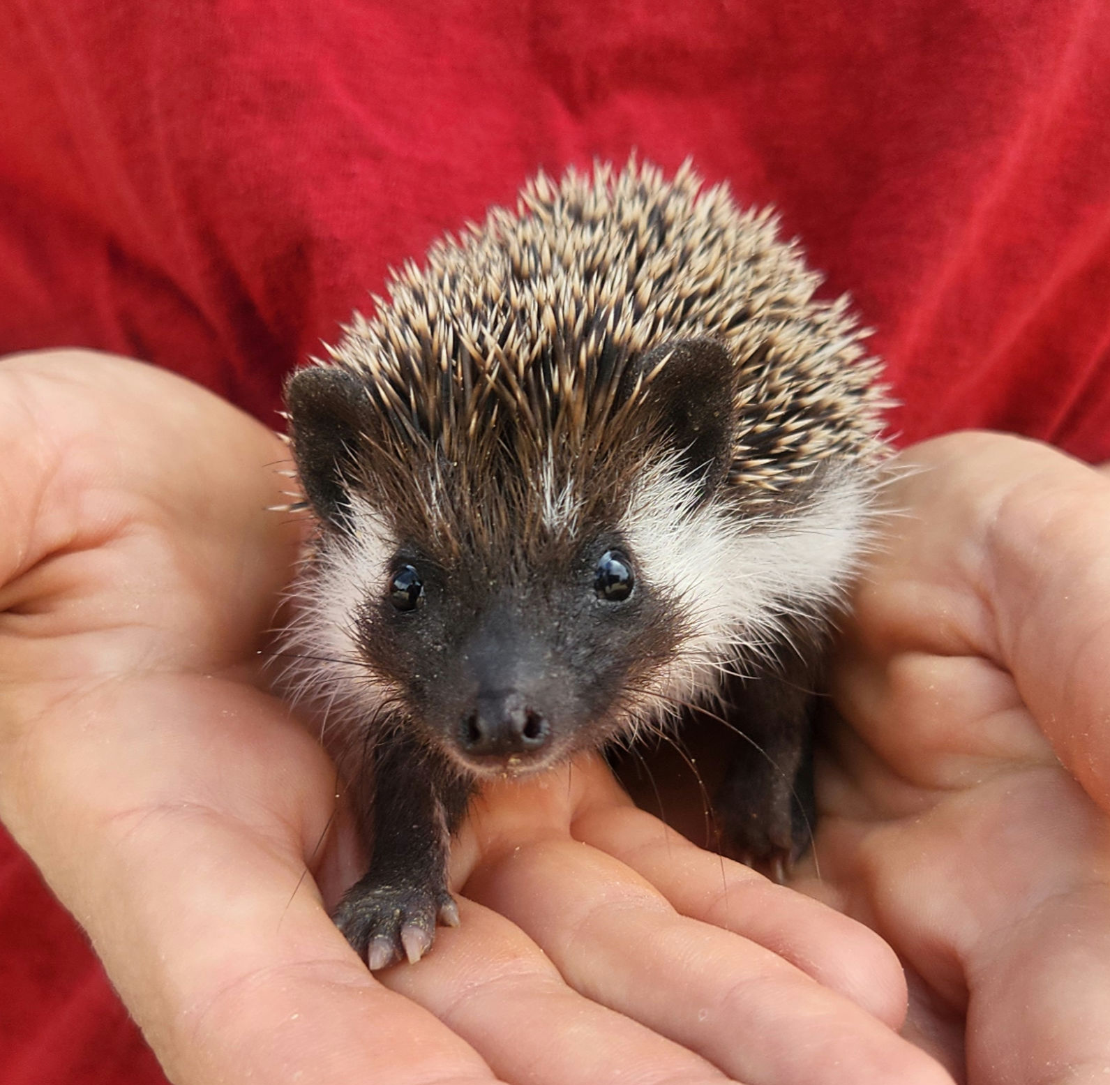 Annika – Female Hedgehog photo 4