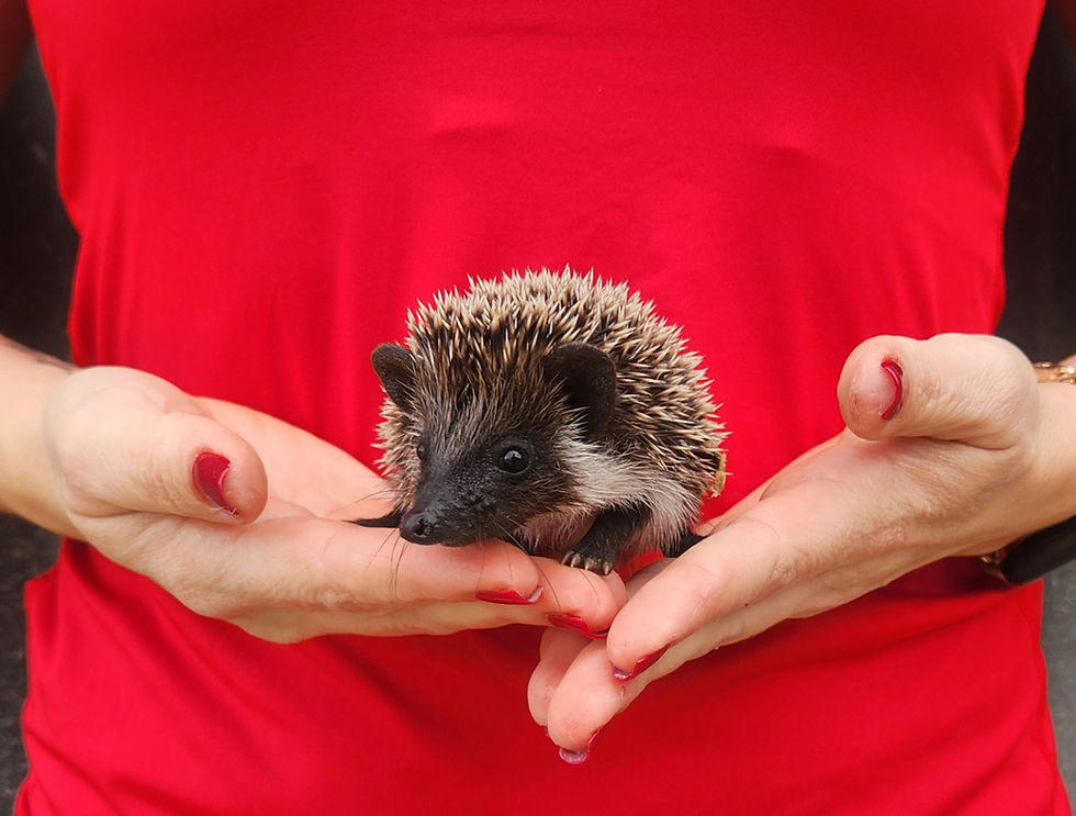 hedgehog for sale