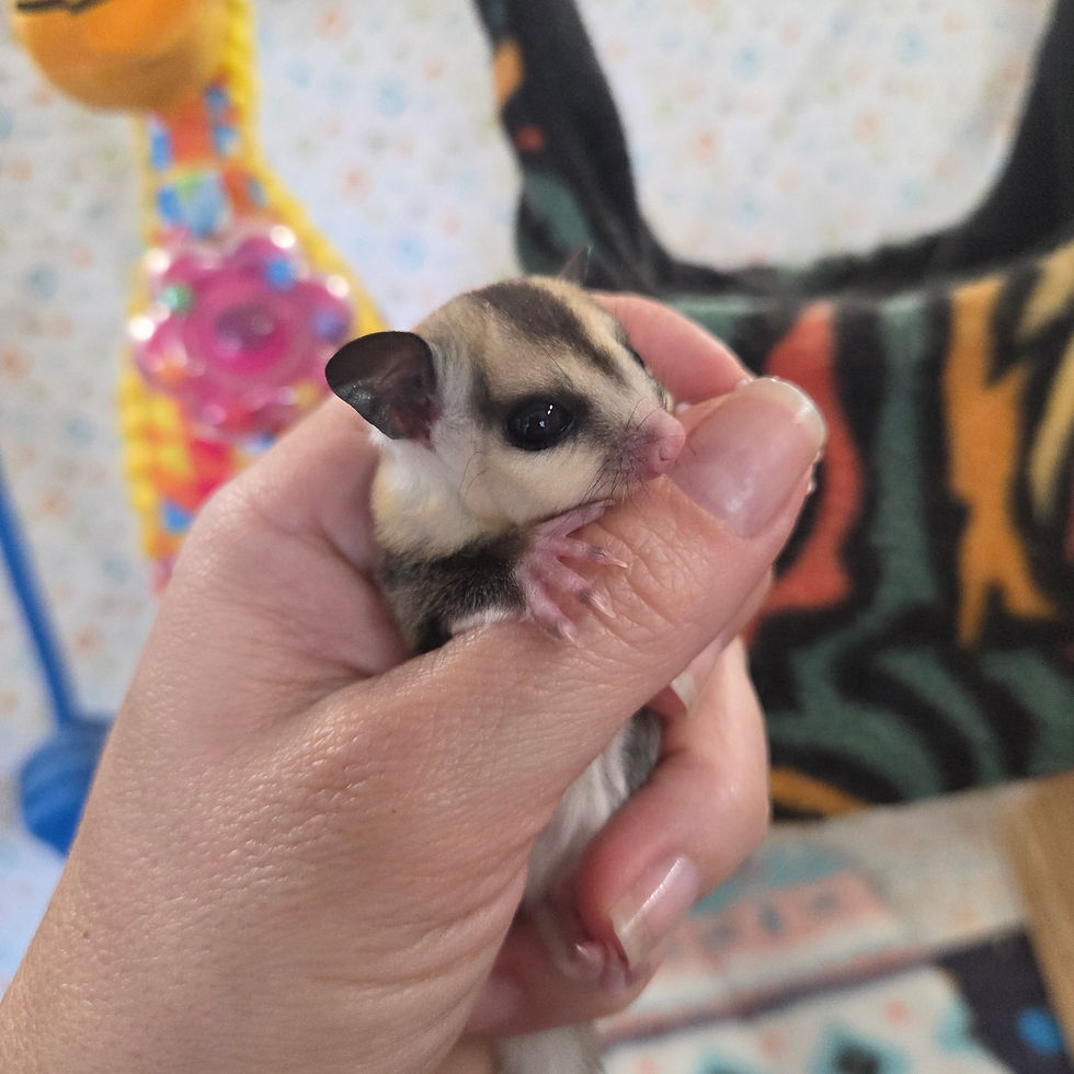 Thumbnail: sugar glider joey for sale