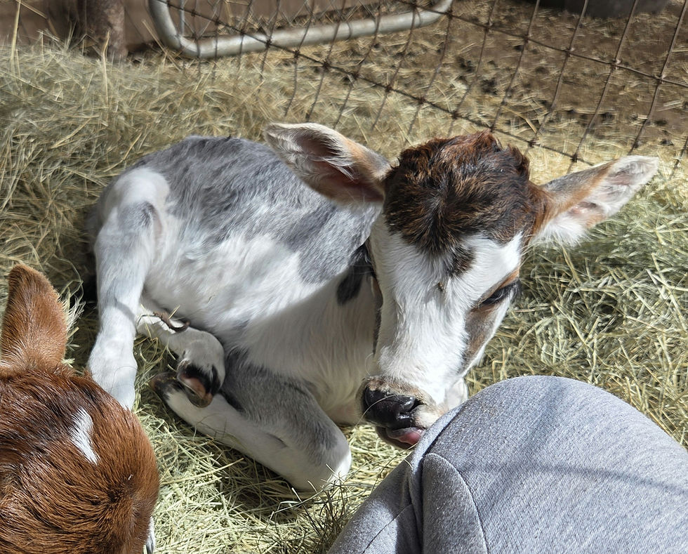 Thumbnail: Pistachia- Mini Zebu Pet Heifer Calf PRICE $2900