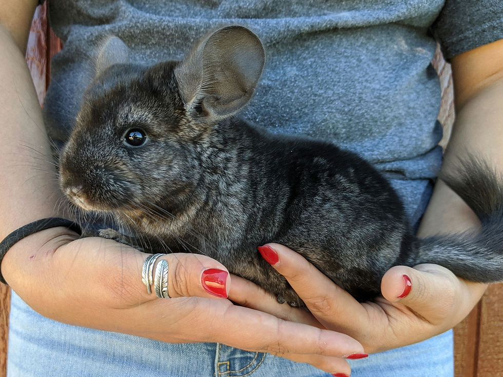 SOLD- Baby Chinchilla