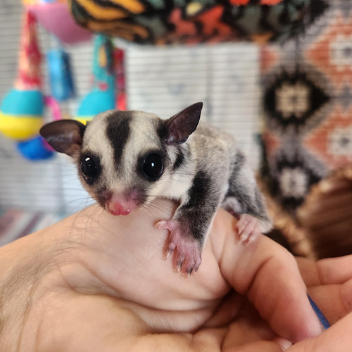 Chime Male Sugar Glider PRICE 400 Janda Exotics Ranch