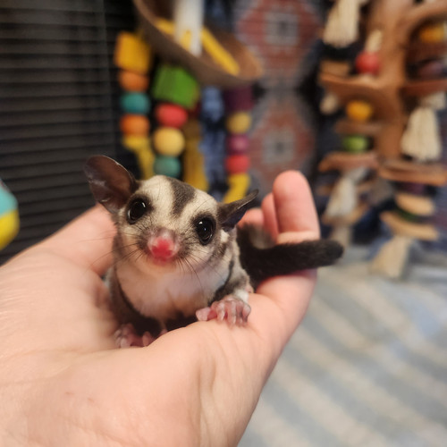 Raewyn Female Sugar Glider PRICE 450 Janda Exotics Ranch