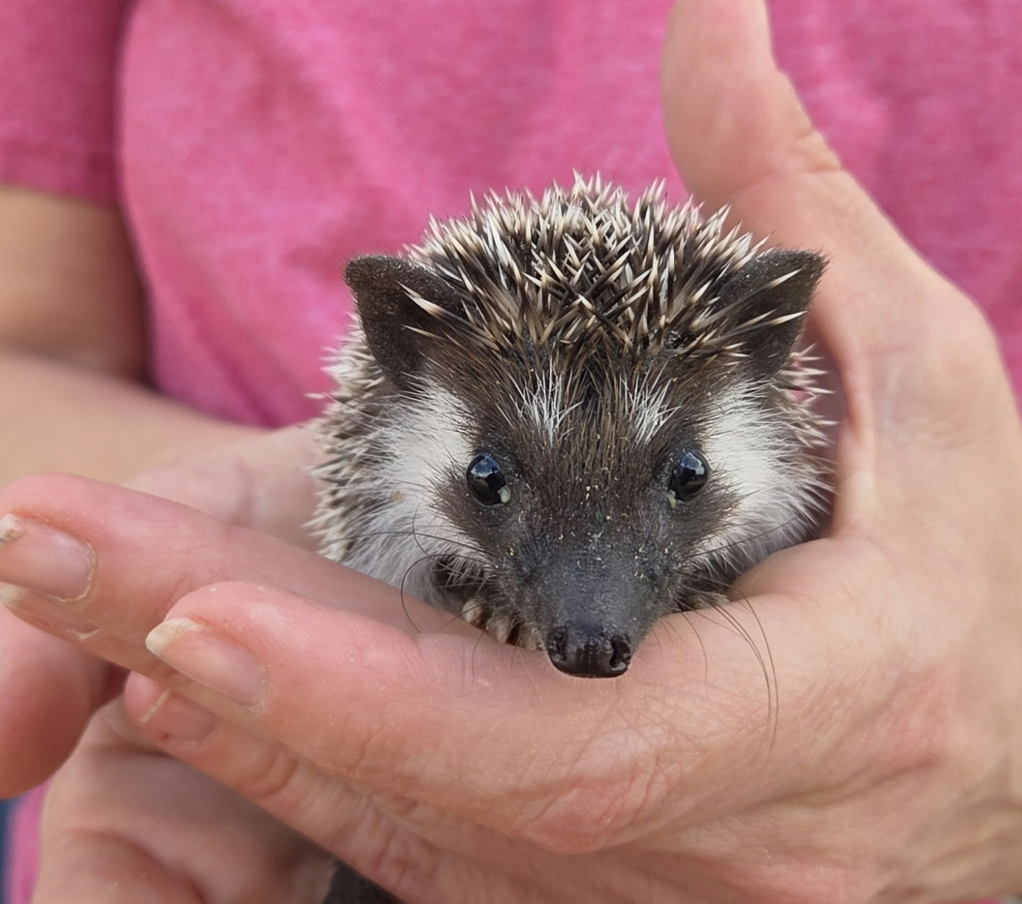 Elm – Male Hedgehog photo 4