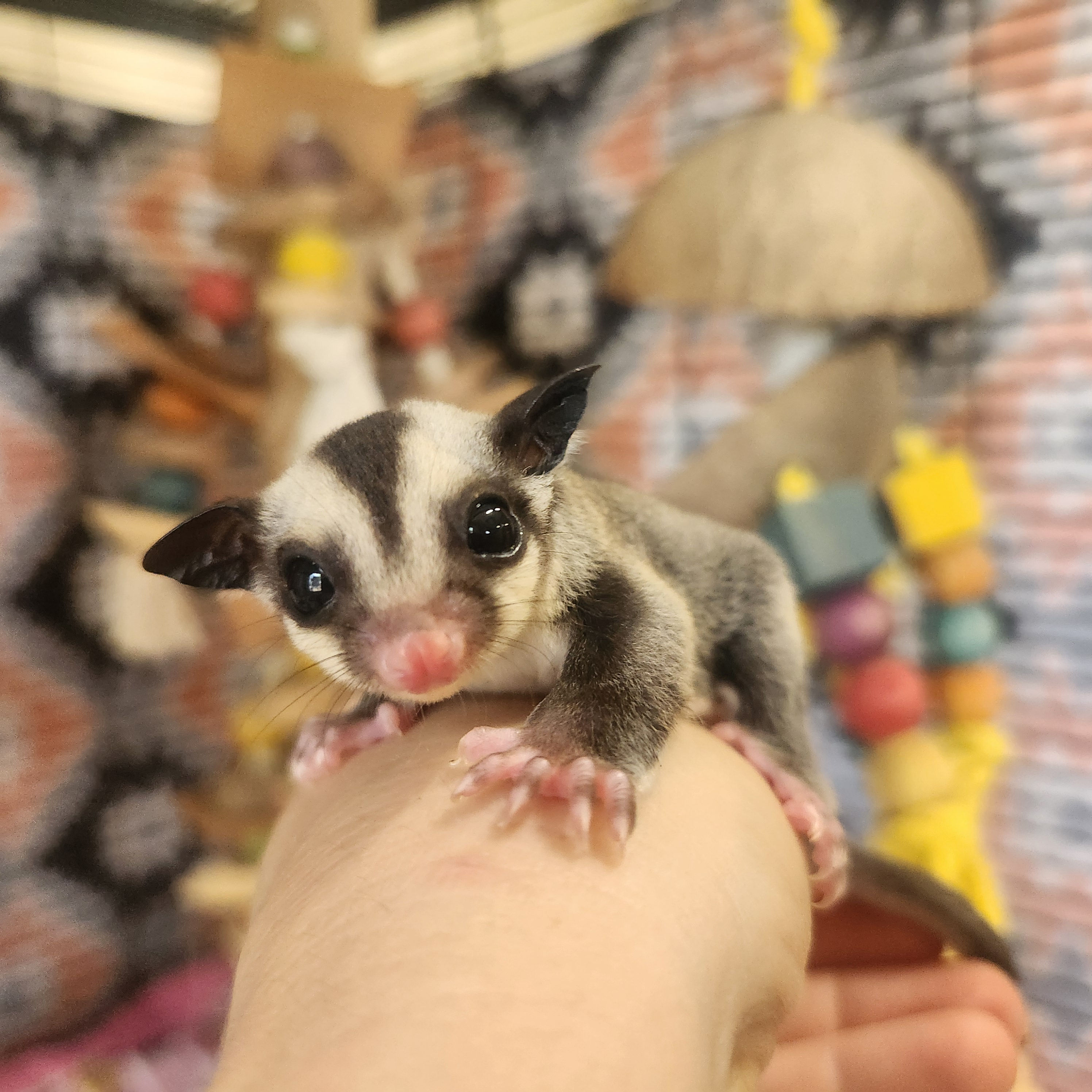 Clay – Male Sugar Glider