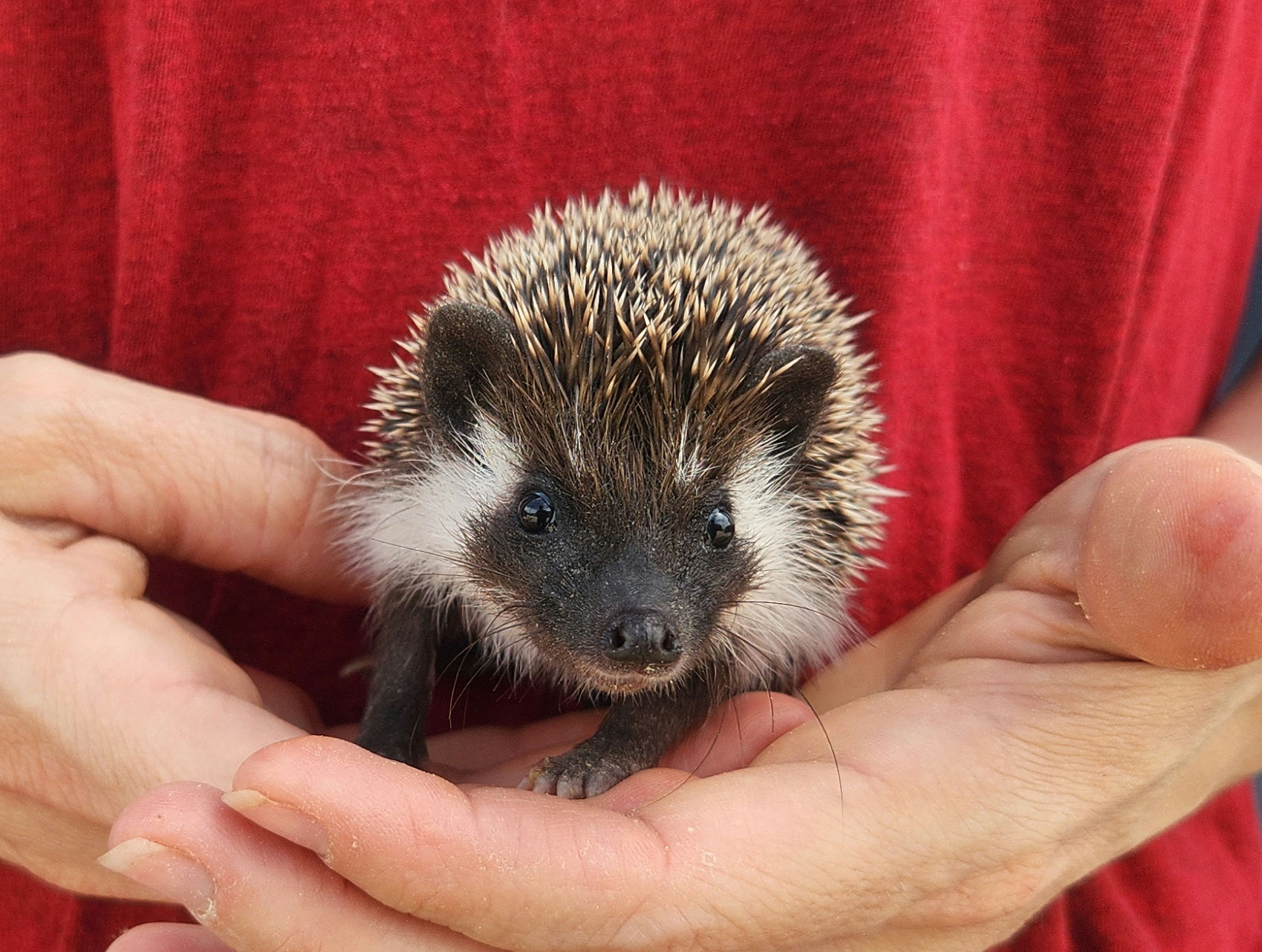 Annika – Female Hedgehog photo 5