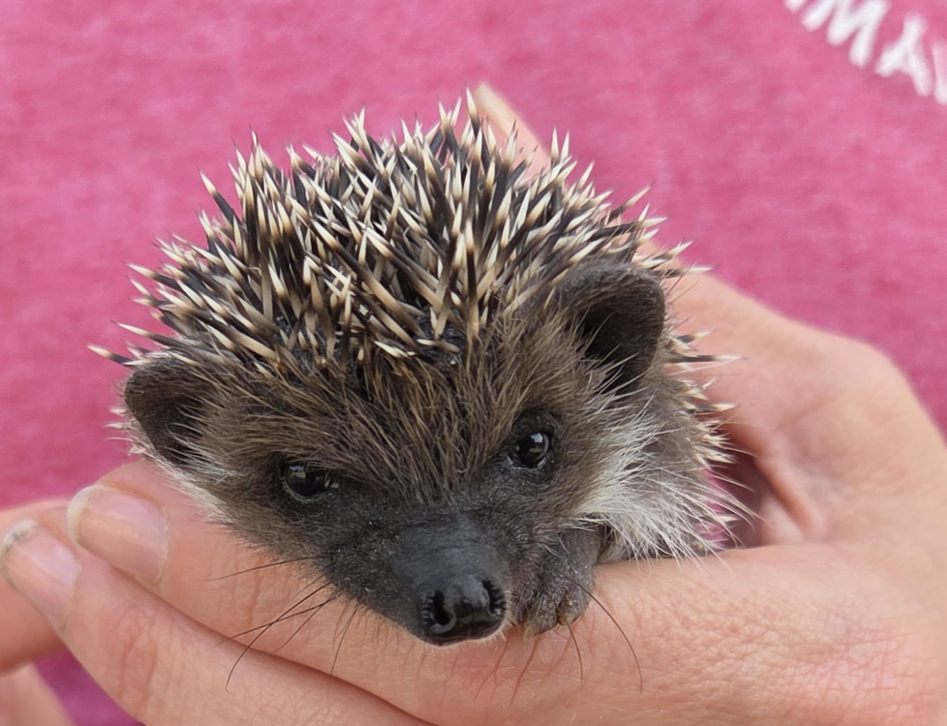 Godiva – Female Hedgehog photo 2
