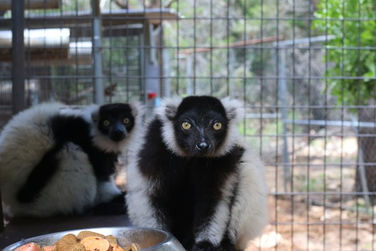 Owning a pet lemur care guide | Learn about feeding, housing and behavior